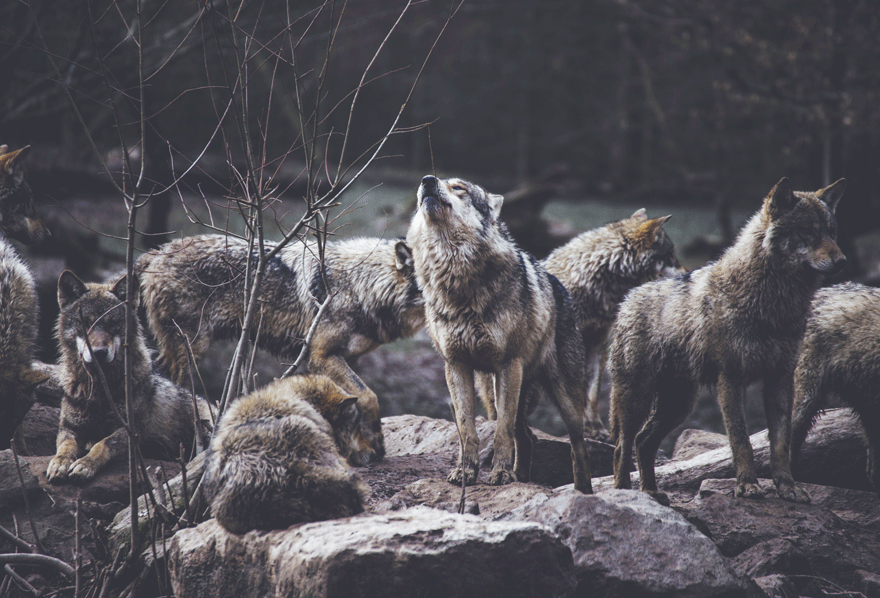 A pack of wolves gathered among rocks in a forest